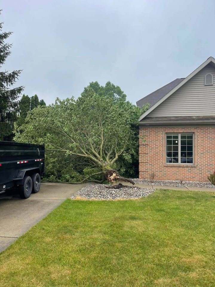 Fallen tree resting against a brick house before removal
