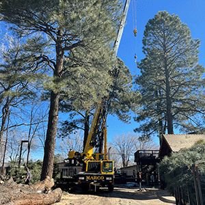 Crane-assisted tree removal beside a house