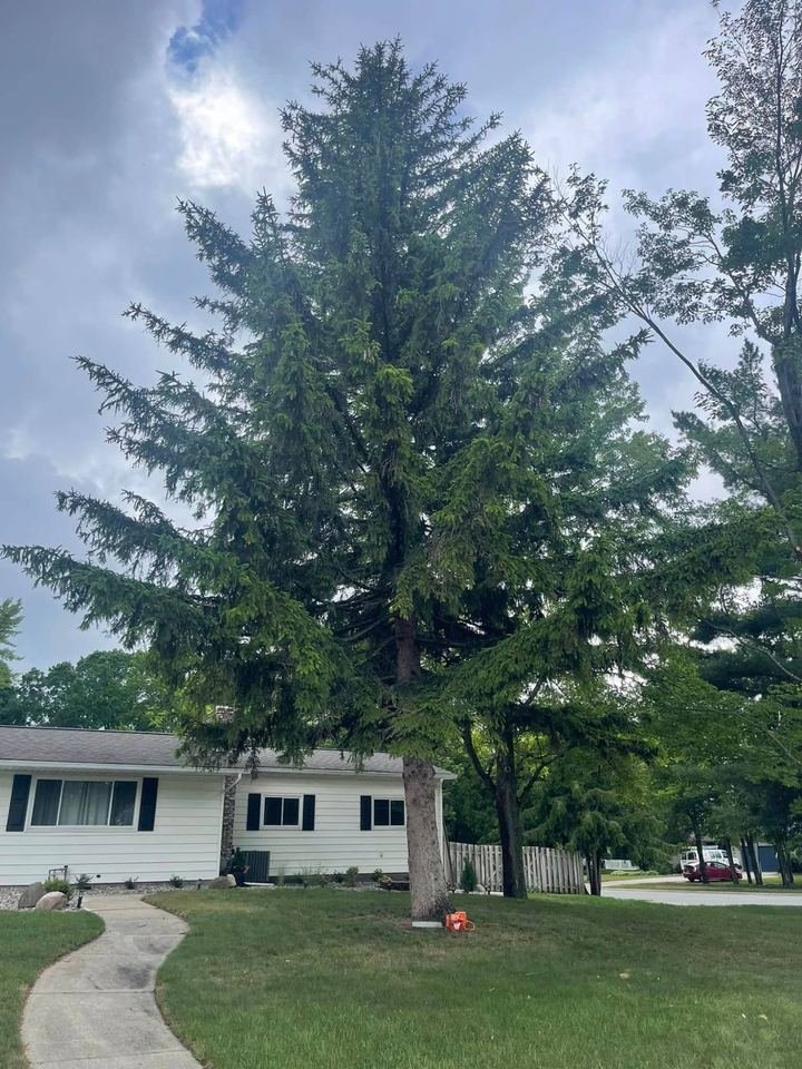 Large spruce standing next to a ranch home before removal