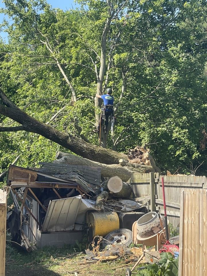 Climber removing storm-damaged tree that fell on a shed