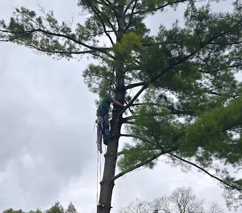 Climber roped in high in a white pine