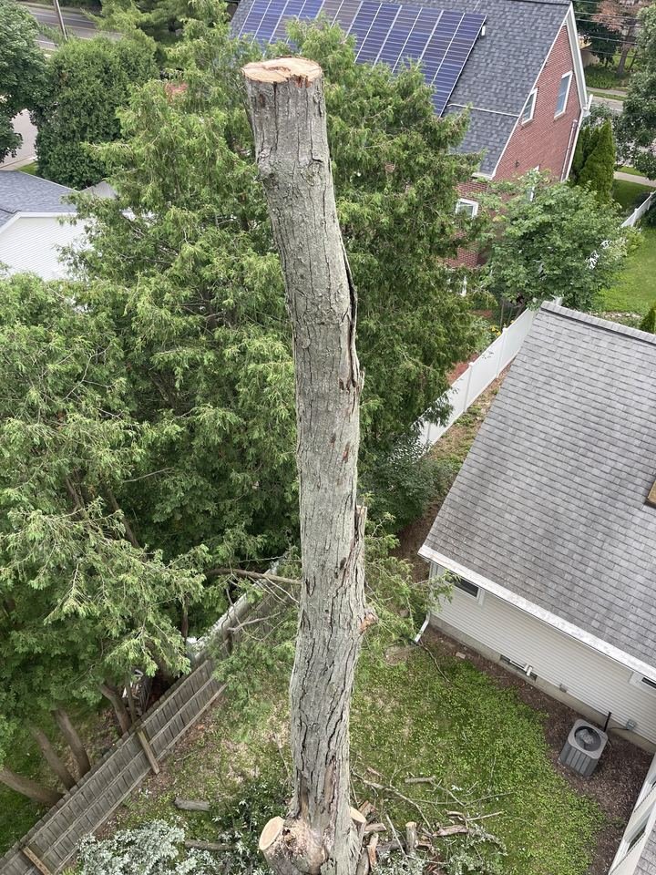 Tree removal in tight quarters between homes, Lansing MI