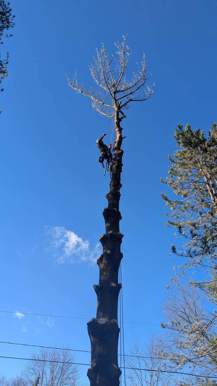 Climber topping out a tall bare tree in winter
