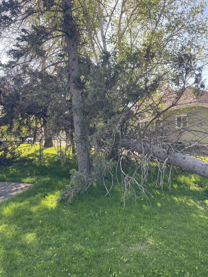 Storm-downed tree on a residential lawn before cleanup