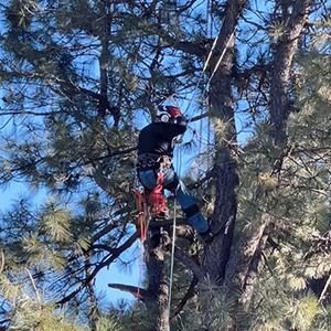 Climber roped into a mature pine during removal